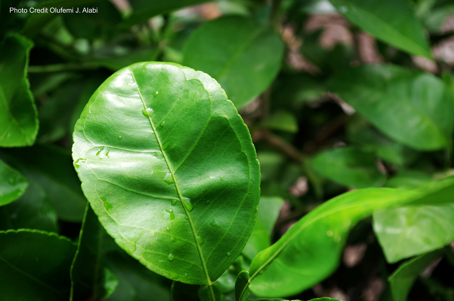 About Citrus GreeningAcerca del enverdecimiento de los cítricos